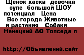 Щенок хаски, девочка супе, большой ШОУ потенциал › Цена ­ 50 000 - Все города Животные и растения » Собаки   . Ненецкий АО,Топседа п.